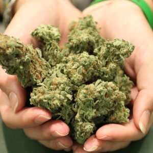 Order Cannabis Online Canberra | Online Cannabis Emporium