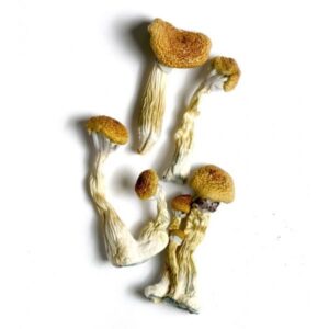 Premium Psychedelic Experiences: Buy Magic Mushroom Online Canberra