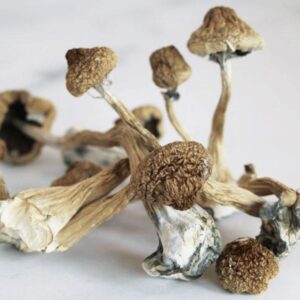 flying saucers (psilocybe azurescens)