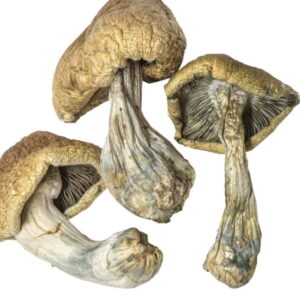 golden caps (psilocybe cubensis)