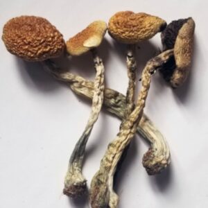 liberty caps (psilocybe semilanceata)