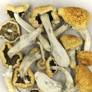 penis envy (psilocybe cubensis)