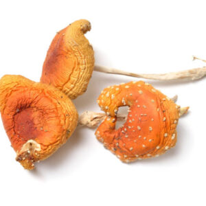 amanita muscaria mushrooms