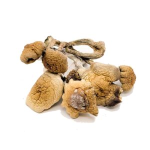 b+ magic mushrooms
