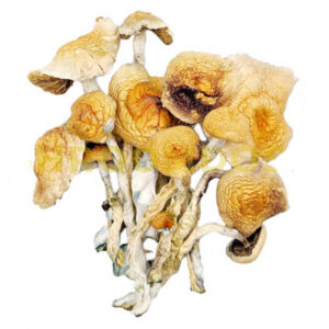 burma magic mushroom