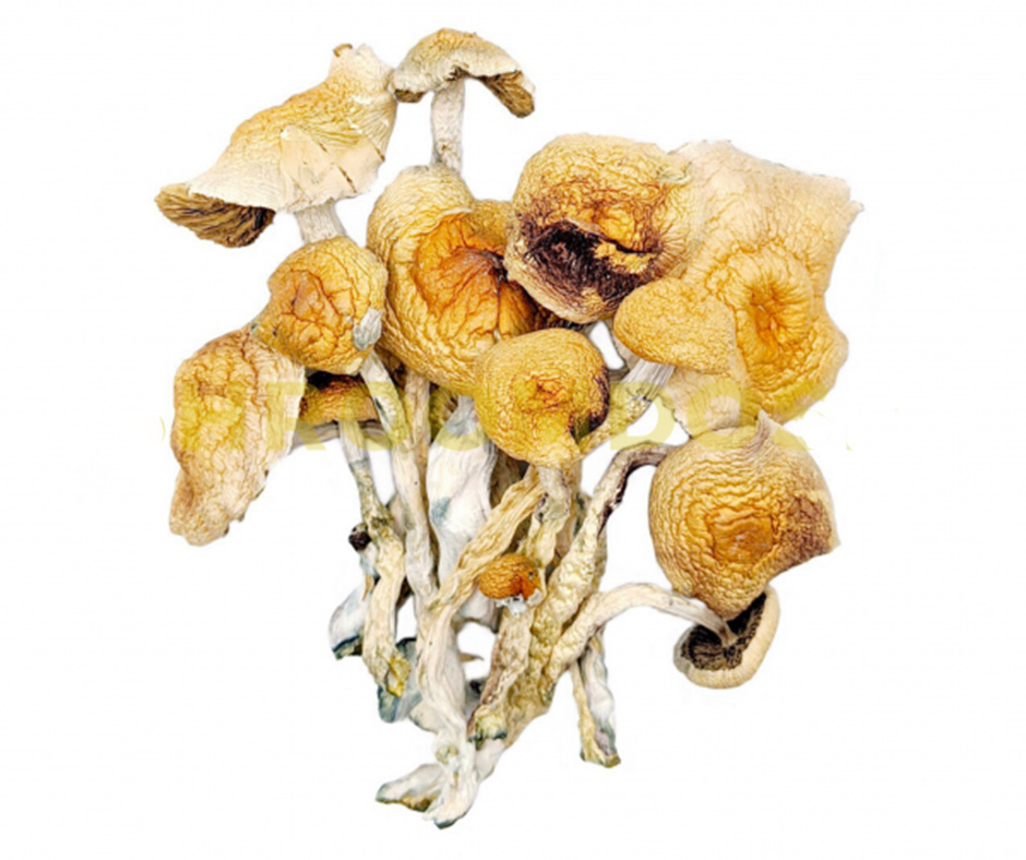 burma magic mushroom burma magic mushroom
