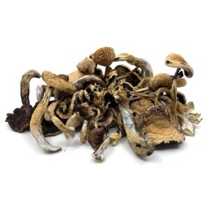 buy golden teacher online