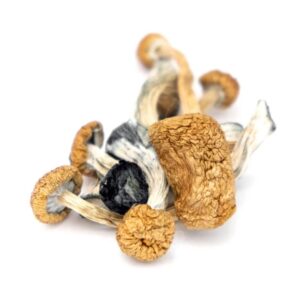 cambodian mushrooms