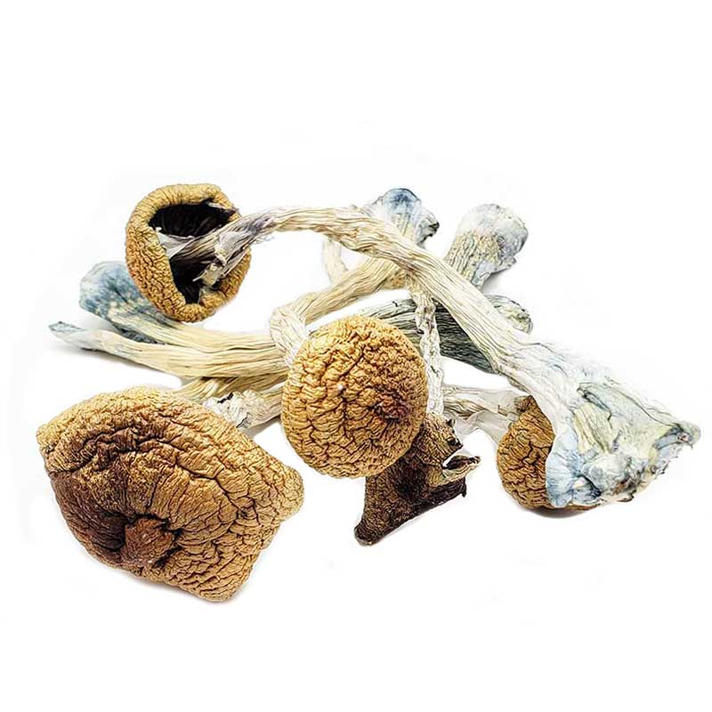 ecuadorian mushrooms ecuadorian mushrooms