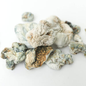 enigma magic mushrooms