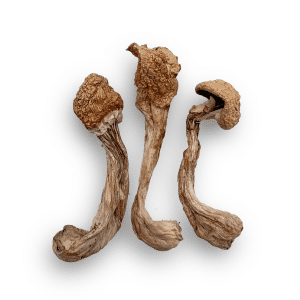 liberty cap mushrooms