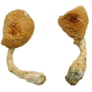 psilocybe azurescens
