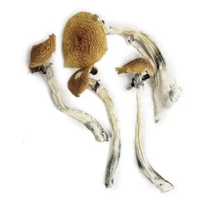 wavy caps mushrooms